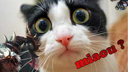 Новый метод регенерации нервов замедлил старение сердечной мышцы